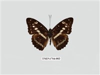 藏品(白圈帶蛺蝶)的圖片